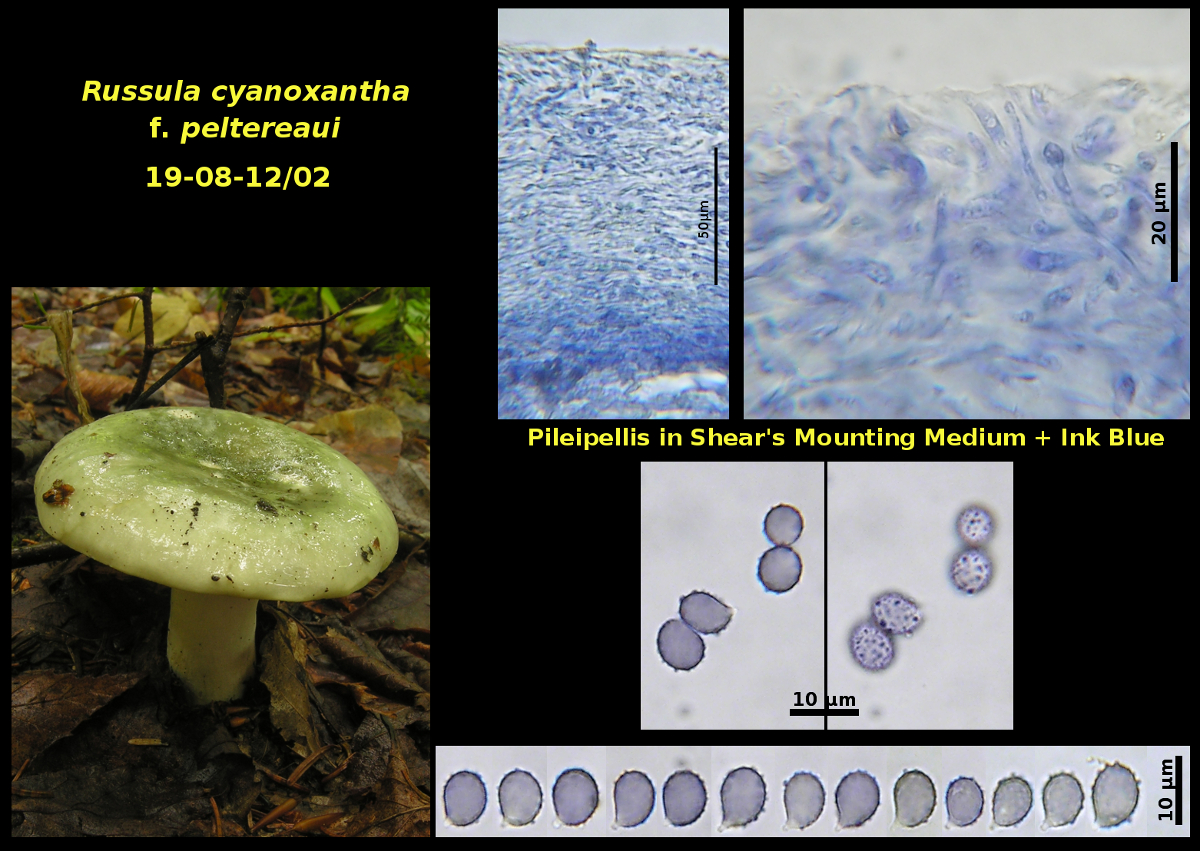 Picture of Russula cyanoxantha f. peltereaui